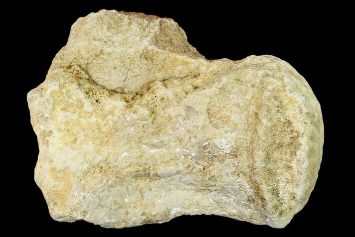 Fossil Mosasaur (Platecarpus) Caudal Vertebra - Kansas #136496